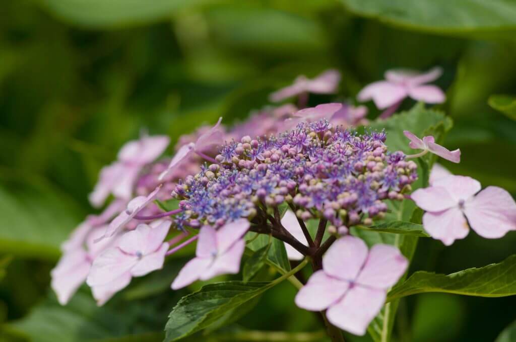 2016-06-07-hydrangea